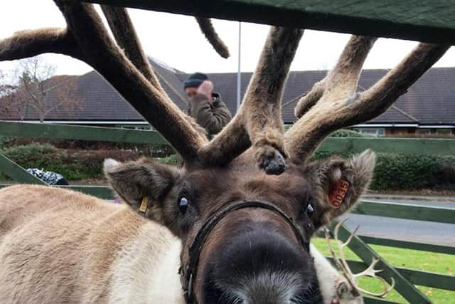 Families can meet real reindeer at Bakewell Christmas Sparkle.