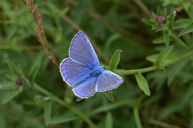 A common blue butterfly spotted during the open day. (Photo: Pete Clark)