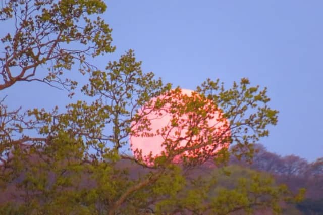 Portsmouth Super Pink Moon: Richard Smith got this epic shot of the Super Pink Moon over the South Downs, from Havant