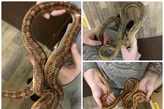 The snakes are currently being cared for at Reptilia, a specialist centre in West Yorkshire.
Credit: RSPCS