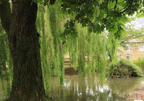 A weeping willow tree photogreaphed by @toonarmy19155448.