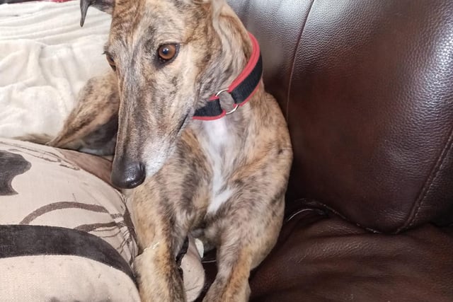 John Gregory Smith suggested beautiful retired greyhound Lexi