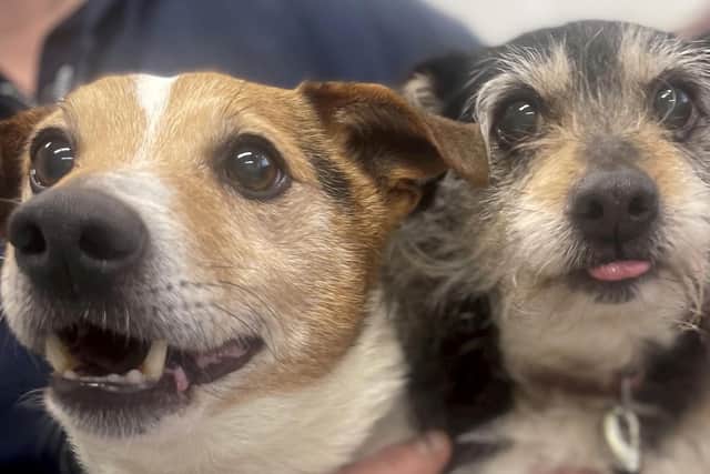 Dodger and Rosie.  Photo: RSPCA / SWNS