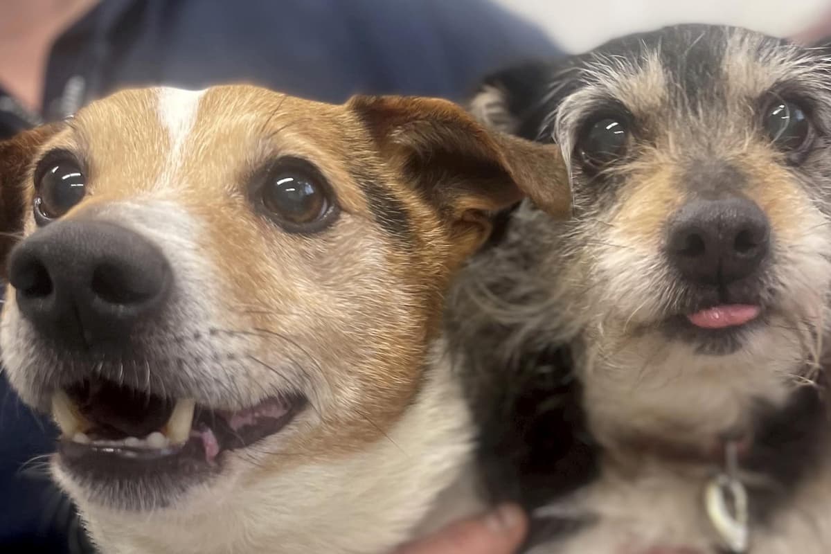 Two Rescue Dogs Inseparable Derbyshire rescue dogs hoping to be rehomed together for ...