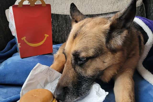 One of Khaleesi's treats was enjoying a McDonald's Happy Meal
