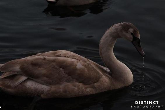 A lovely shot of a swan by @distinct_photography_ltd