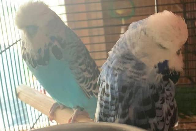 Abbie Sisson said Jareth (left) and Sarah (right) died after loud fireworks were let off in her neighbourhood. Picture from One Flew Over the Budgie's Nest.