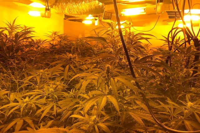 Officers found nearly 200 suspected cannabis plants at a home in Chesterfield.
