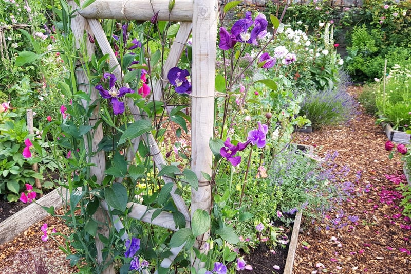Wild in the Country, Hawkhill Road, Eyam, Hope Valley, S32 5Q is devoted to  totally to growing flowers and foliage for cutting. Sweet pea, rose, larkspur, cornflower, nigella, ammi are grown here. Open day on June 17, from 11am to 4pm. Entry: £3 (adult), free for children.