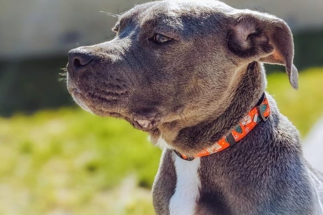 Godfrey is a four-month old Bully XL who will need an active owner because he is full of energy. He will require basic training and would be happy to live with another large breed dog.