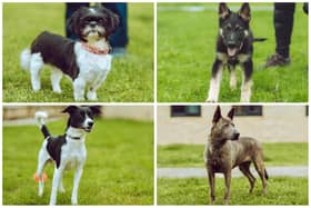 Roseanne, Millie, Shadow and Buddy, clockwise from top left, are among the 13 dogs under the care of Chesterfield and North Derbyshire RSPCA.