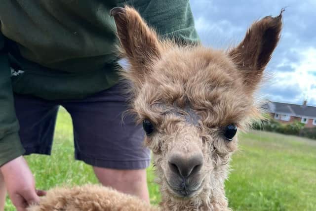 Willow Tree Family Farm welcomed this cute new addition to its alpaca her on Sunday morning (picture: Willow Tree Family Farm)