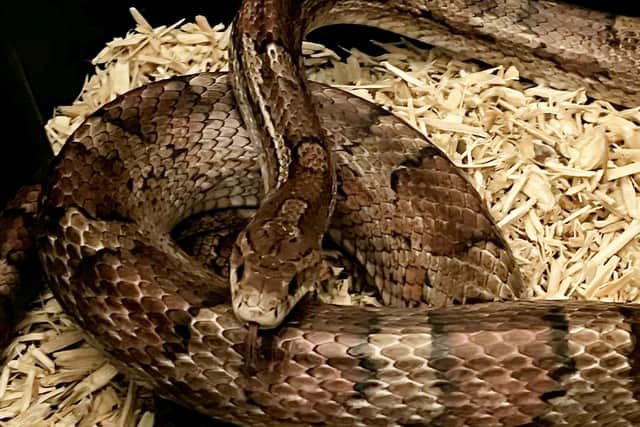 Lindsay Newell, who runs the sanctuary which was called out to remove the stowaway, said the non-venomous snake was now safe, despite not being happy about being moved.