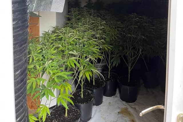 This photo shows the cannabis discovered at the property in Heanor.