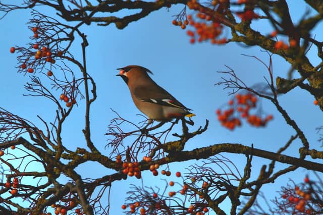 Peter McCarry was in the right place at the right time to snap this fine shot of a waxwing at Hasland.