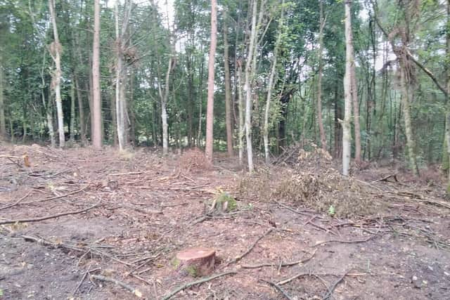 A Chatsworth spokesperson said its foresty team is currently working in Handley Wood to restore native British woodland