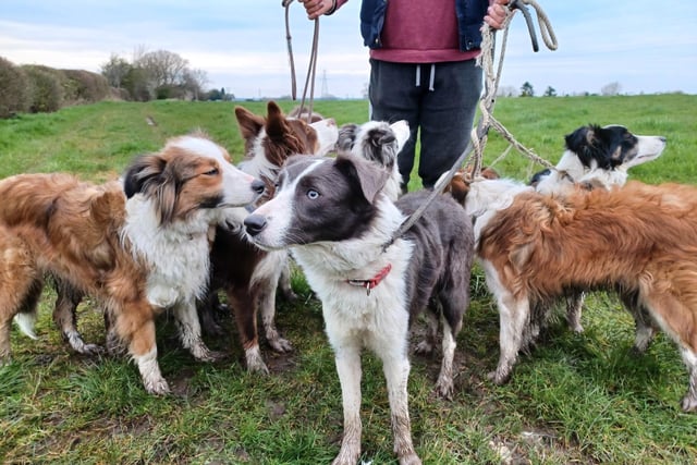 Bridget Charles and her seven border collies, aged one to five.