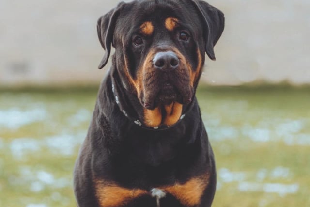 A six year old Rottweiler cross, Frank is a gentle giant who loves nothing more than a nap. He's very docile, but it'd be best if he was kept in a household with no other pets - purely because he's so big!