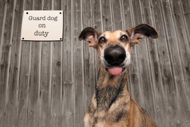 The photo of a goofy looking guard dog has been crowned the winner of the Mars Petcare Comedy Pet Photography Awards. The picture, which shows a dog named Noodles with his tongue hanging out in front of a sign reading "Guard dog on duty", was selected by judges as the winner of the competition which aims to celebrate the positive impact pets can have on their owners' lives.