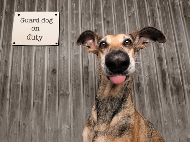 The photo of a goofy looking guard dog has been crowned the winner of the Mars Petcare Comedy Pet Photography Awards. The picture, which shows a dog named Noodles with his tongue hanging out in front of a sign reading "Guard dog on duty", was selected by judges as the winner of the competition which aims to celebrate the positive impact pets can have on their owners' lives.