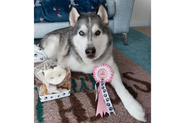 For the last 10 years, Balto had been working hard visiting care homes, hospitals, schools and mental health units as a therapy dog. He had also been fundraising for charities  that help those who struggle to afford food and vet care for their dogs and taking part at charity dog shows.