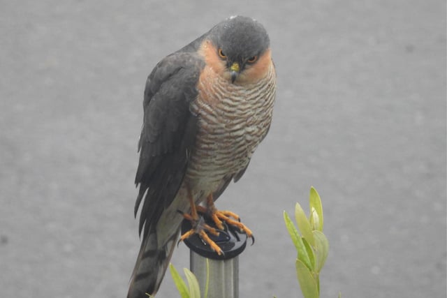 A stunning sparrowhawk has been spotted in Barlow this week.