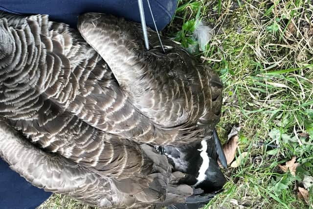 Police say the Canada goose was shot with an arrow in a 'cruel' attack in Derbyshire (picture: Derbyshire Rural Crime Team)