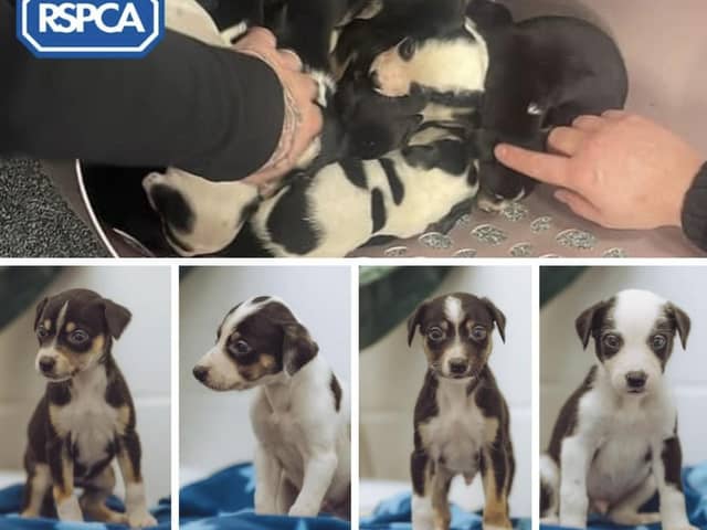 Could you help rehome one of these puppies?
Credit: RSPCA