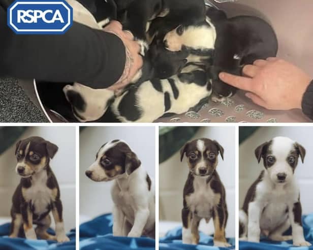 Could you help rehome one of these puppies?
Credit: RSPCA