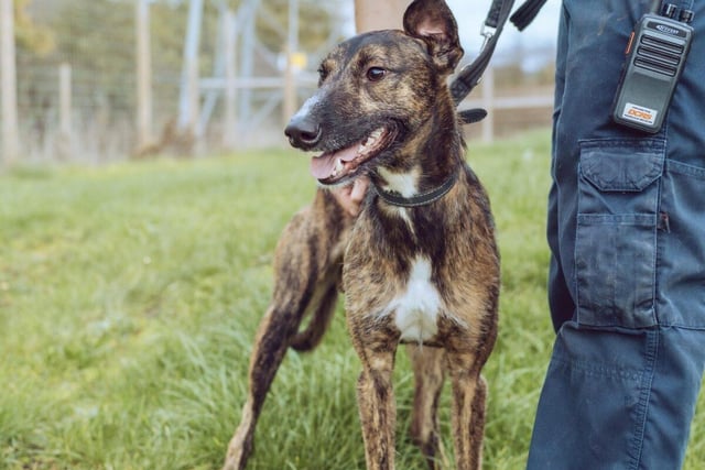 Hades is a one-year-old male lurcher who is a quiet, sweet and loves people who show him kindness.