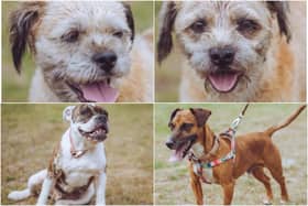 These dogs are begging for a forever home. Could you make that happen?