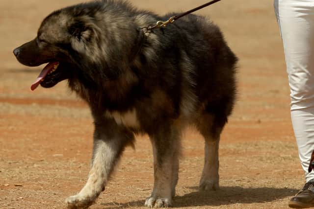 Caucasian Shepherd dog - photo for illustrative purposes only