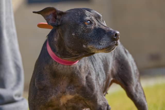 Could you find a home for Daisy?
