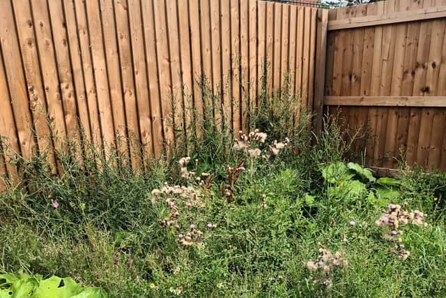 Before buying the property, she was promised that the house will come with a beautiful lawn garden – but to her horror, when she moved in the outdoor area was full of overgrown weeds.