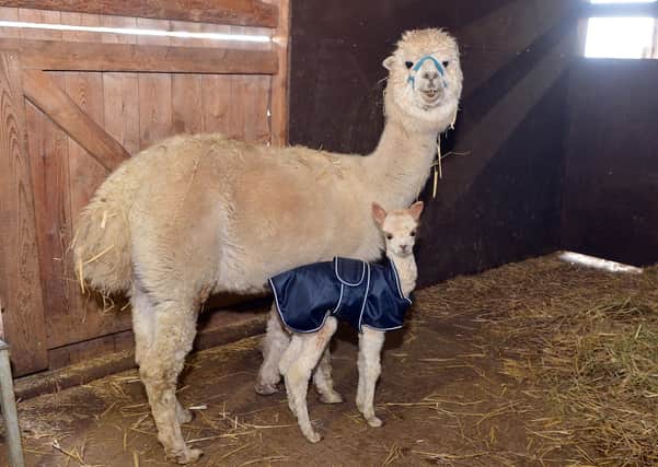 Turner the baby alpaca with his mum Tina at Willow Tree Farm.