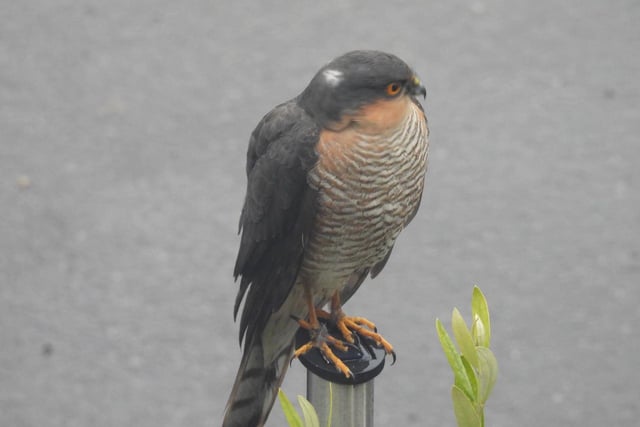 Sparrowhawks almost became extinct in the UK in the 1960s due to the extensive use of pesticides. The population recovered in the 1990s and Sparrowhawks now visit Derbyshire gardens again.