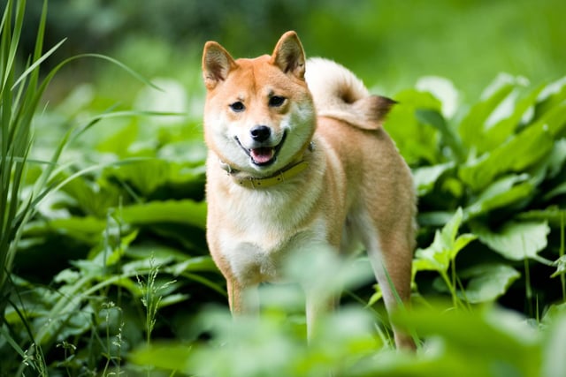 A small dog with a big shedding reputation, the Shiba Inu only loses moderate amounts of hair year-round. Twice a year though, it can seem like they lose their entire coat several times a day - requiring a lot of hoovering and brushing.