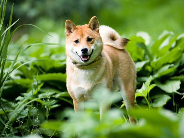 A small dog with a big shedding reputation, the Shiba Inu only loses moderate amounts of hair year-round. Twice a year though, it can seem like they lose their entire coat several times a day - requiring a lot of hoovering and brushing.