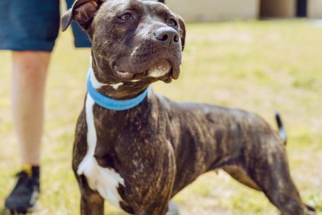 Lola is a female Staffy cross breed who is one year and four months old. She knows basic commands but is looking for an experienced owner who can teach her how to play and how to get on with other dogs. Lola would prefer an adult-only household where she is the only pet in the home.