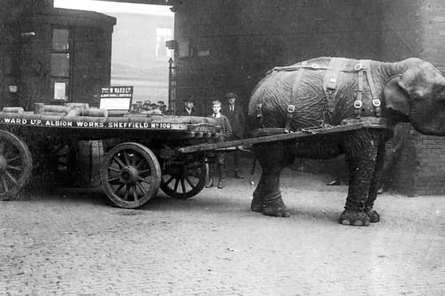 Lizzie the elephant, who worked for scrap merchant Thomas Ward during the First World War