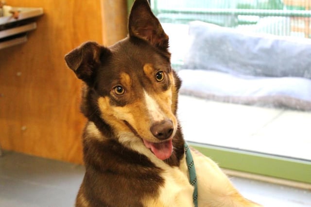Jess is a sweet 18 month old Collie/Kelpie cross with energy to burn. She is a lovely character who requires a patient home with owners who can help her settle into a home environment as she is not used to living indoors.