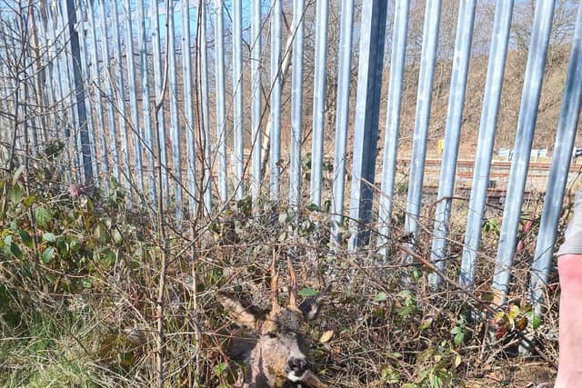 The young deer was rescued by a group of good samaritans in New Whittington on Saturday (picture: Claire Barley)