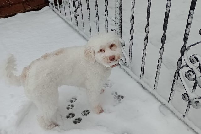 This adorable little dog is camouflaged in the snow! Barbara Swain said: "Daisy enjoying the snow."