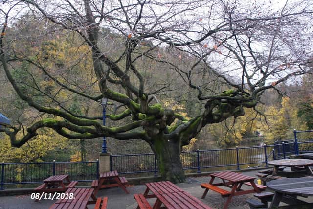 Matlock Bath Parish Council said that the importance of this tree in Matlock Bath is huge and its removal should be only considered as a last resort. (credit: Peter Ludlam)
