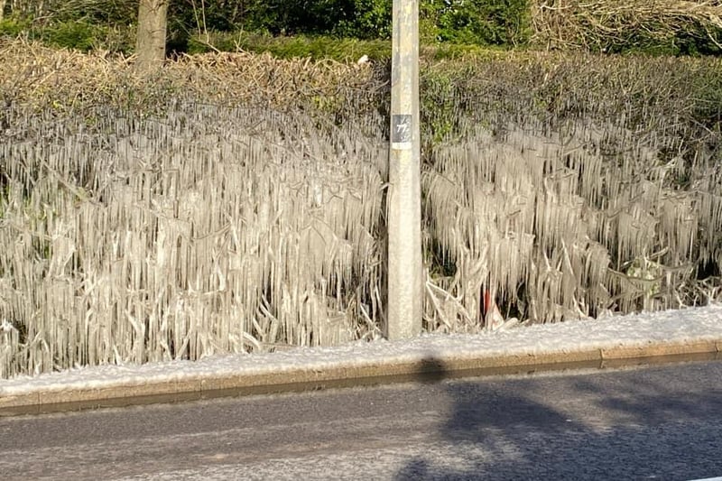 Louise Thompson shared this mind-boggling picture of huge icicles on Buckingham Road, which she thinks is caused by puddles being splashed onto the hedge before freezing over.
