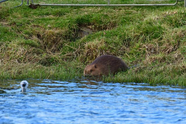 The reintroduction of the beavers promises to bring several environmental benefits.