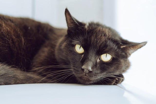 Ash was brought to the centre as a stray. This two-years old has a timid nature but is friendly once he gets to know you. He would happily live with another cat.