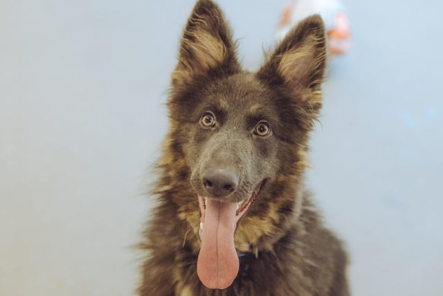 Sapphire, a one-year-old German Shepherd, is a playful beauty who loves walks, fuss and attention. She needs an experienced owner who is empathetic, considerate, can spend plenty of time with her and devote six months of the year to grooming her glossy, thick coat! Sapphire truly deserves to find a shining star who can give her the love and care she needs. Her past life wasn't the happiest - she was rescued from a small, grotty bathroom which was her home.
