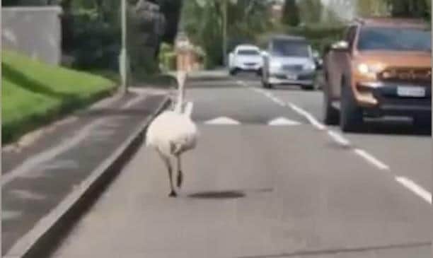 The rhea, which can reach speeds of up to 40mph, was spotted by window cleaner Robert Jay when it leapt in front of his car