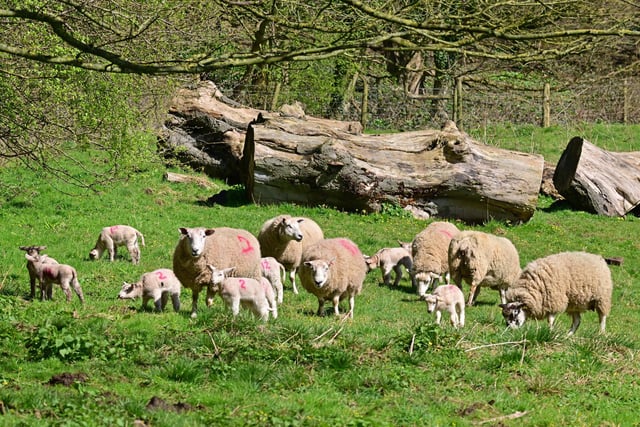 Part of the flock at Hardwick Park
